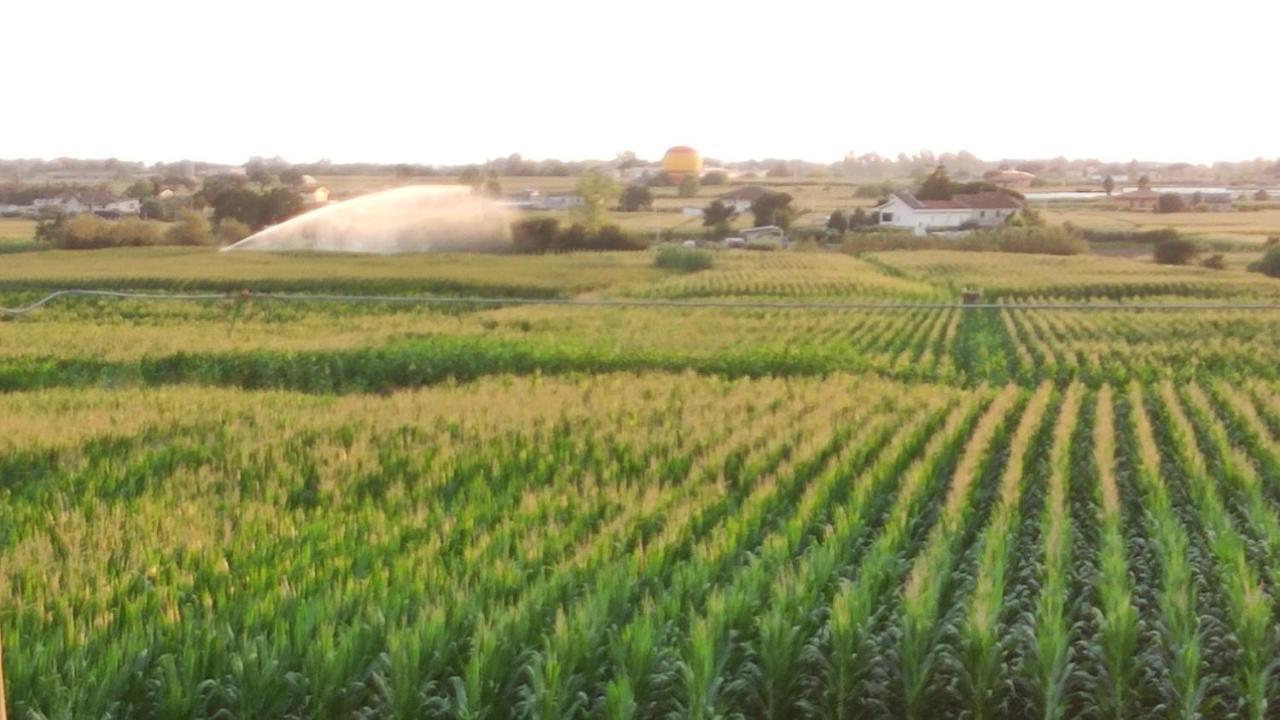Le Colline Di Paestum Bed & Breakfast Capaccio Ngoại thất bức ảnh