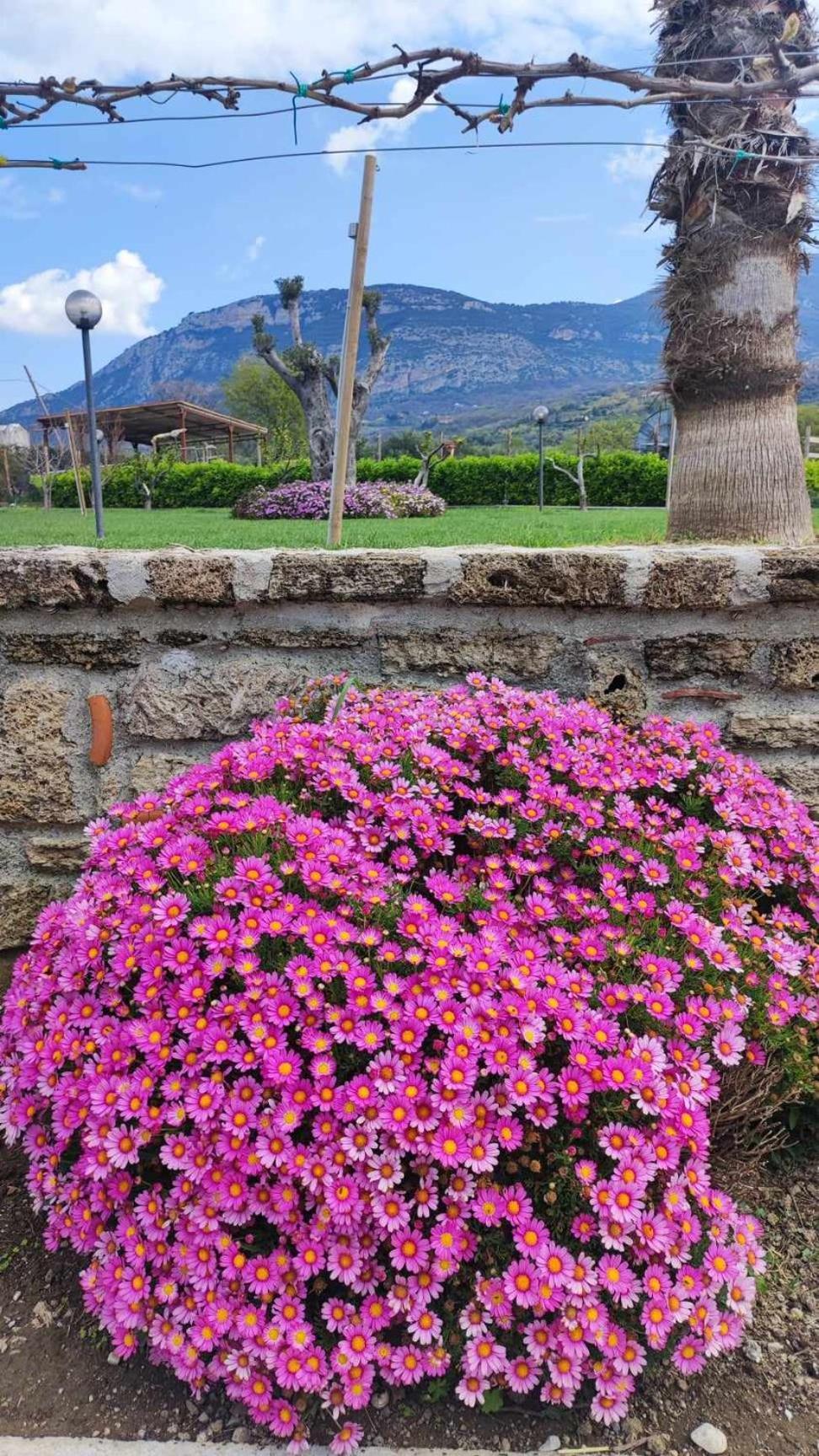 Le Colline Di Paestum Bed & Breakfast Capaccio Ngoại thất bức ảnh